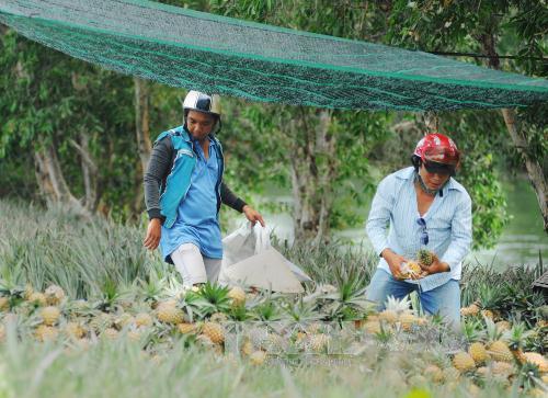 Giá dứa tại Tiền Giang tăng trở lại 